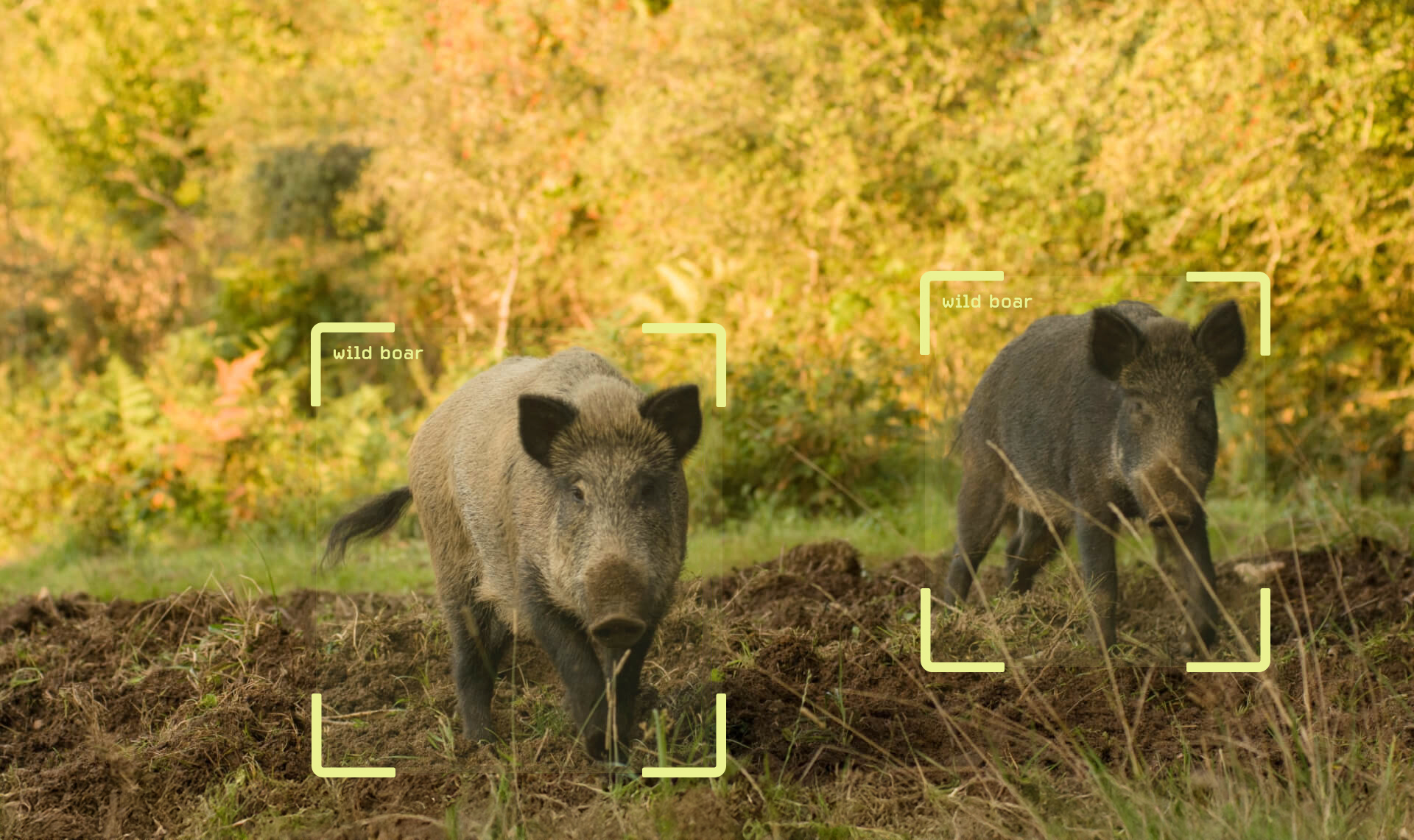 Agriculture & Livestock